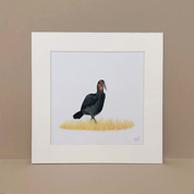 Matthew Bell, South African wildlife artist pencil artwork of a Ground Hornbill in the Kruger National Park