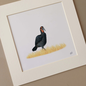 Matthew Bell, South African wildlife artist pencil artwork of a Ground Hornbill in the Kruger National Park