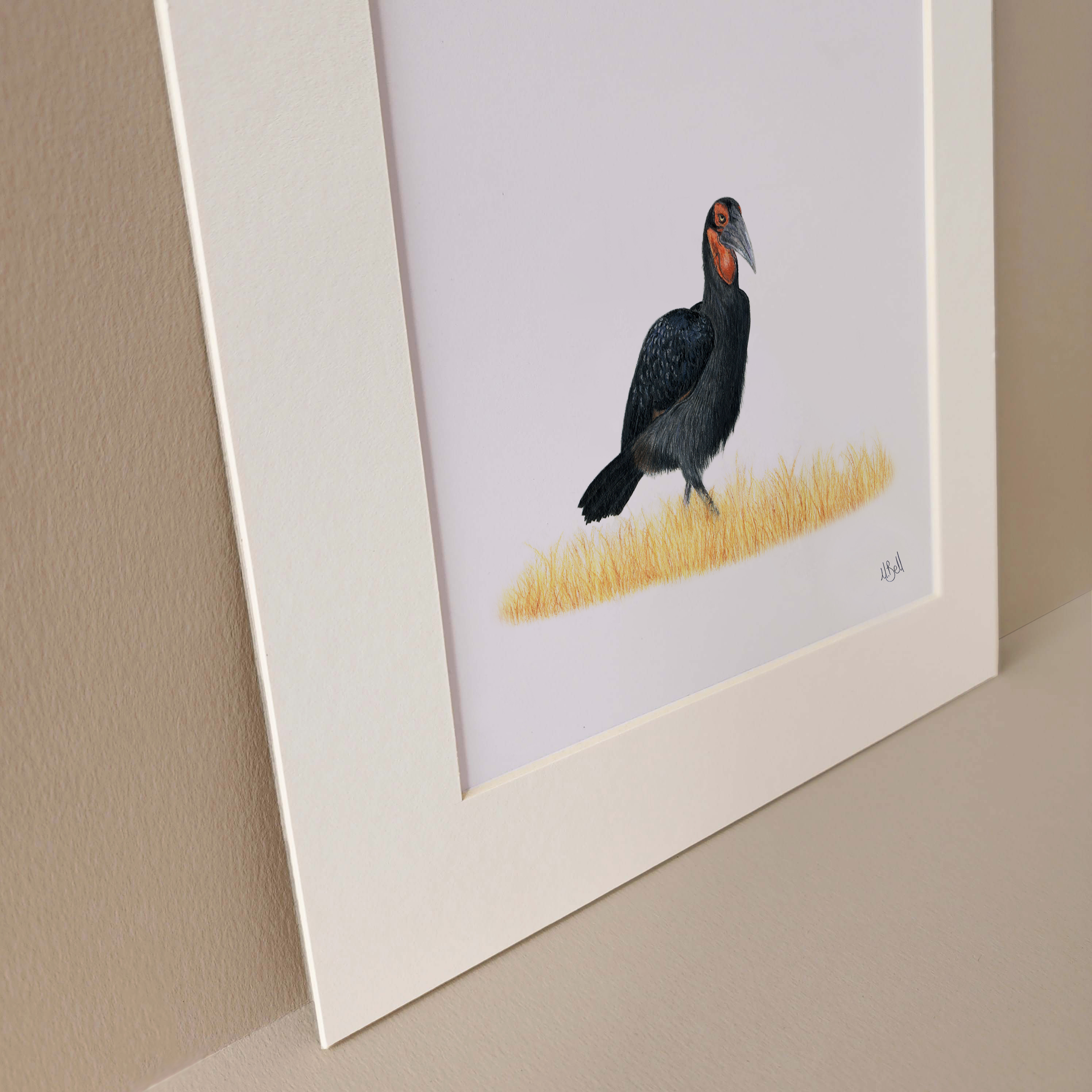 Matthew Bell, South African wildlife artist pencil artwork of a Ground Hornbill in the Kruger National Park