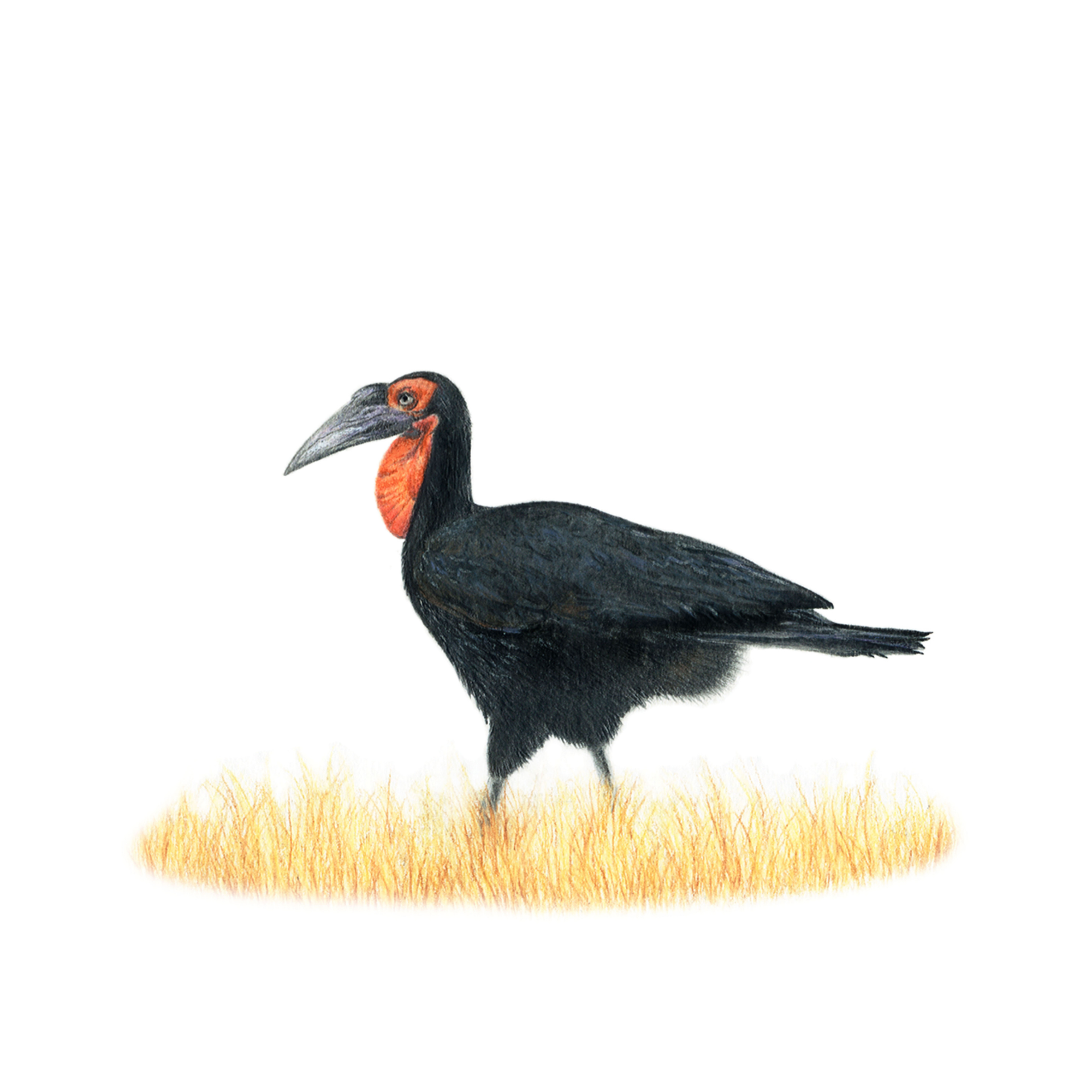 Matthew Bell, South African wildlife artist pencil artwork of a Ground Hornbill in the Kruger National Park