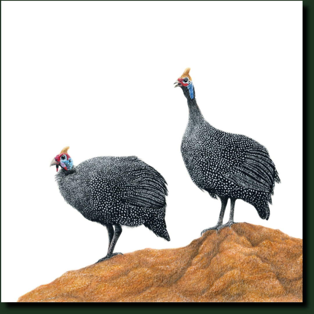 Guinea Fowl artwork by Matthew Bell