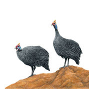 South African bird artwork by Matthew Bell, drawing of two Guinea Fowl