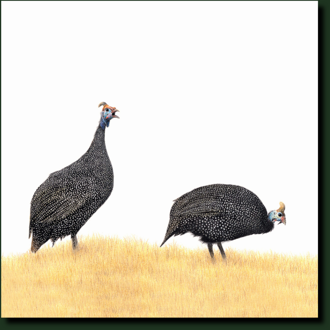 Guinea Fowl bird art by Matthew Bell