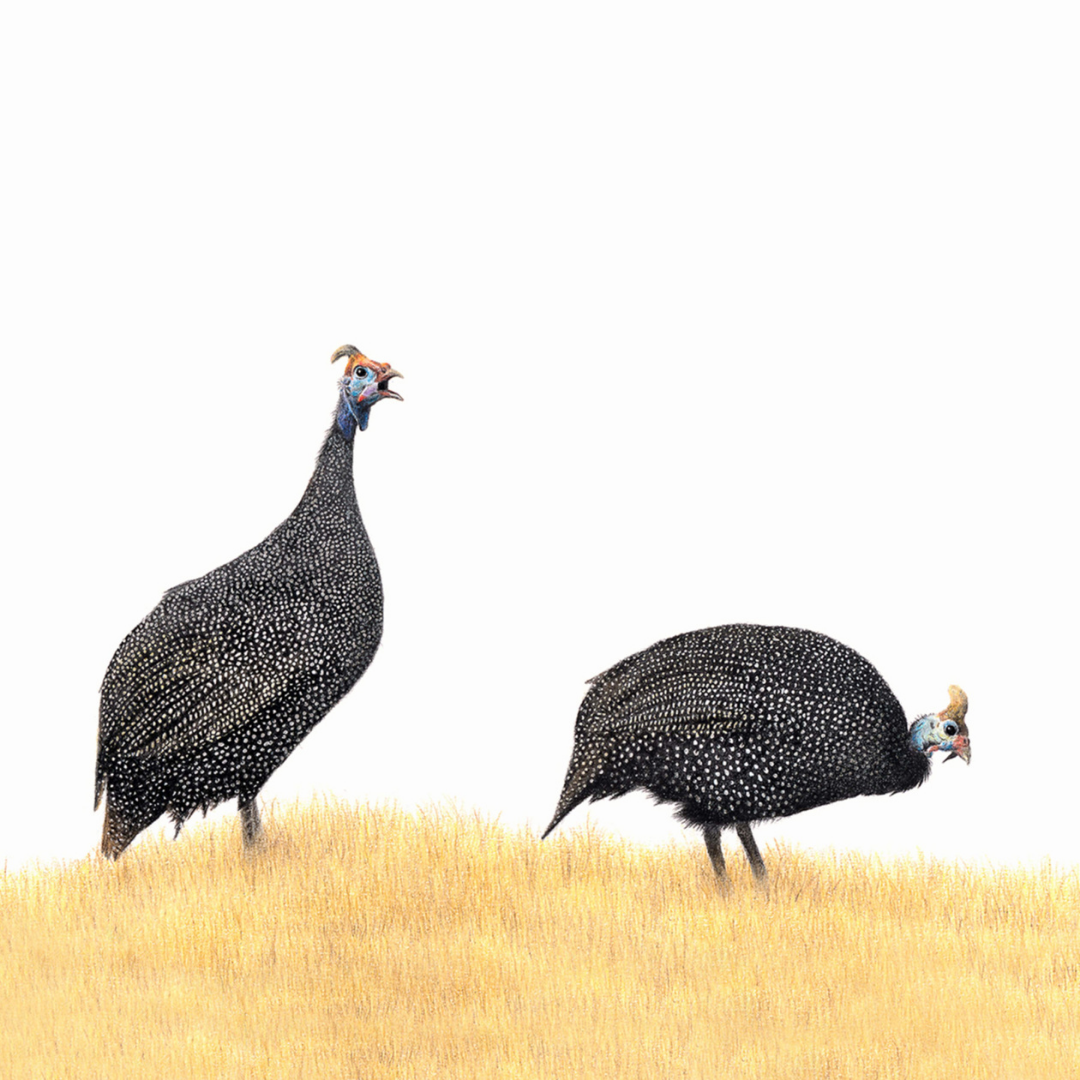 South African bird artwork by Matthew Bell, drawing of two Guinea Fowl