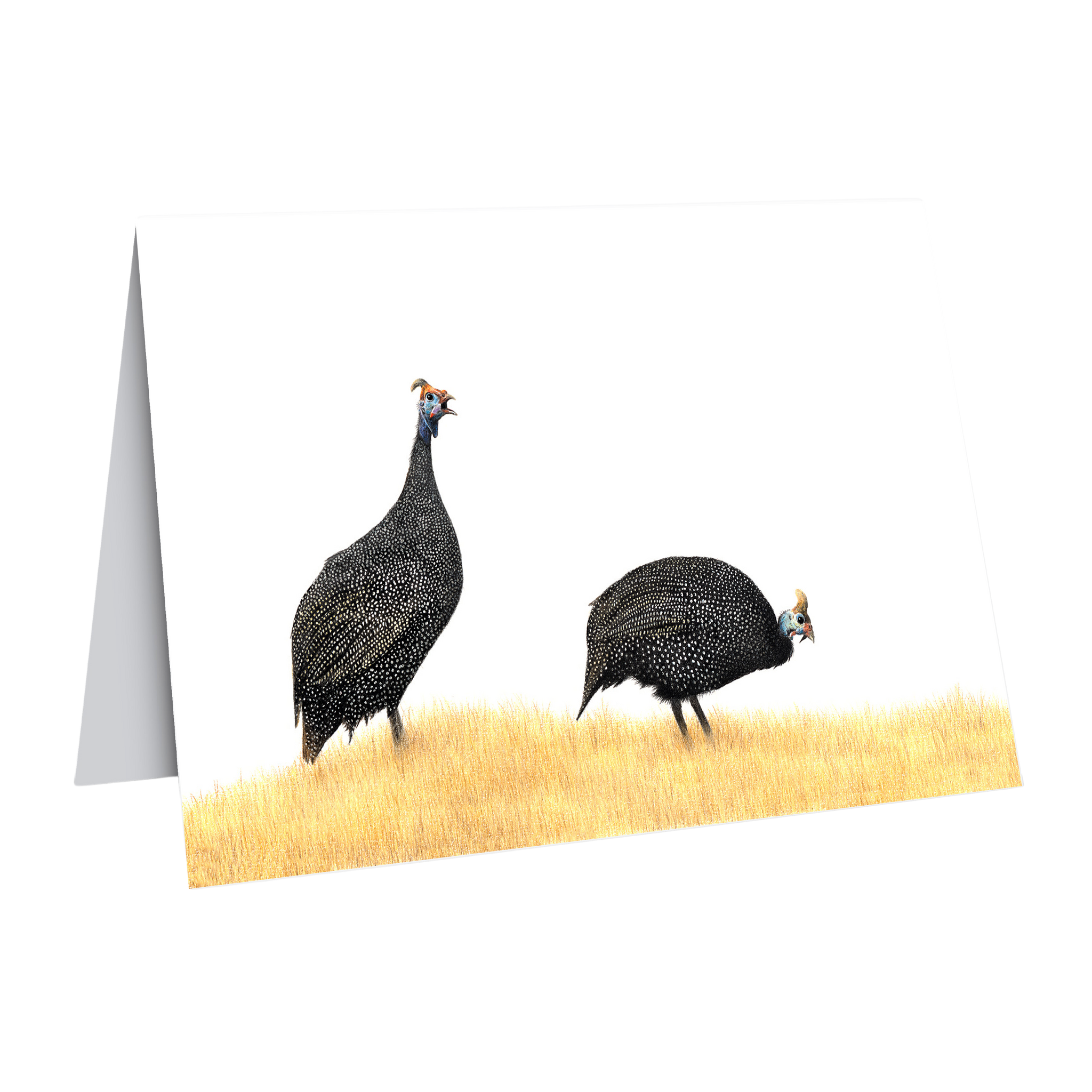 Beautiful fine art South African nature wildlife greeting card of a Guinea Fowl