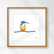 Half Collared Kingfisher - HCK