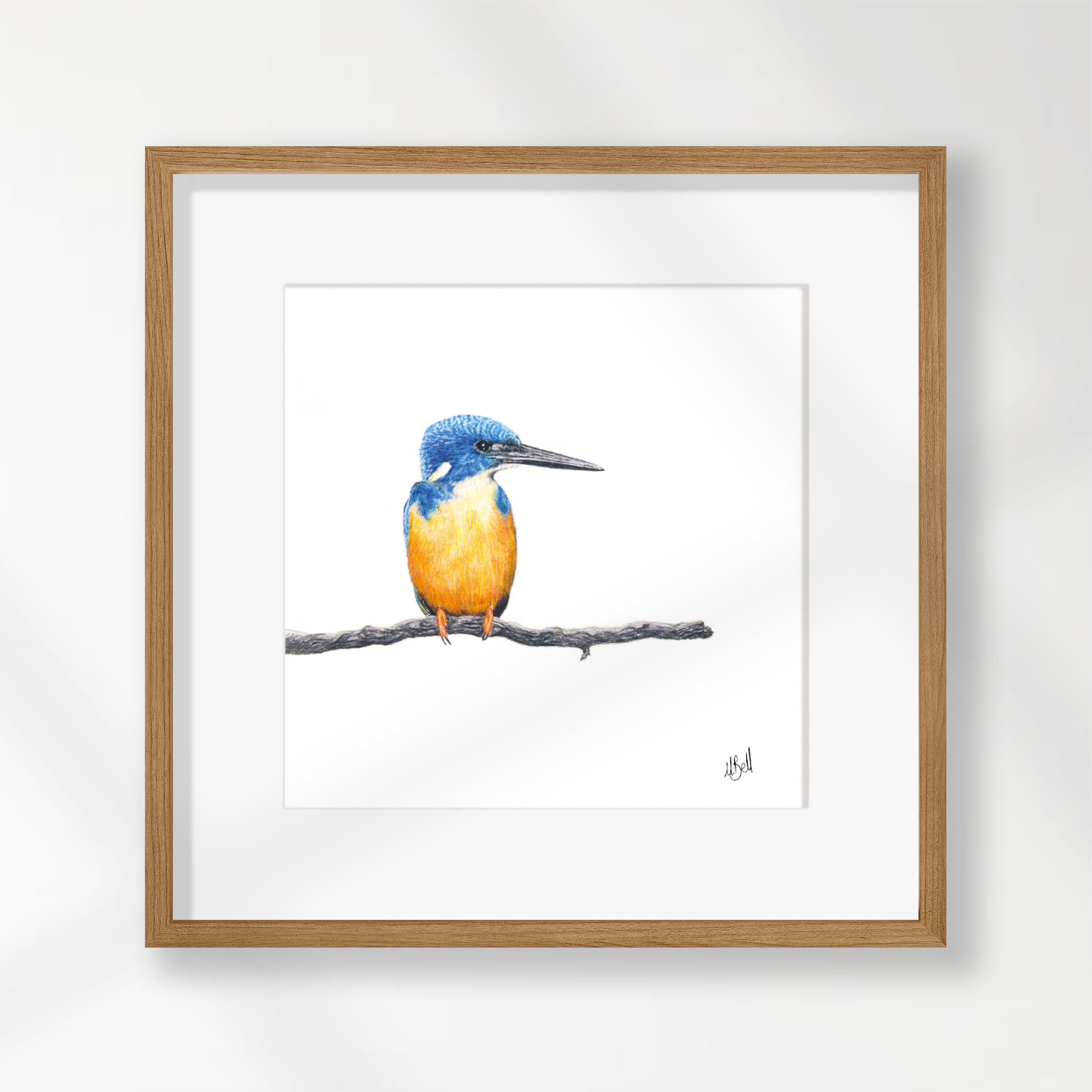 Half Collared Kingfisher - HCK