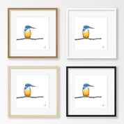Half Collared Kingfisher - HCK