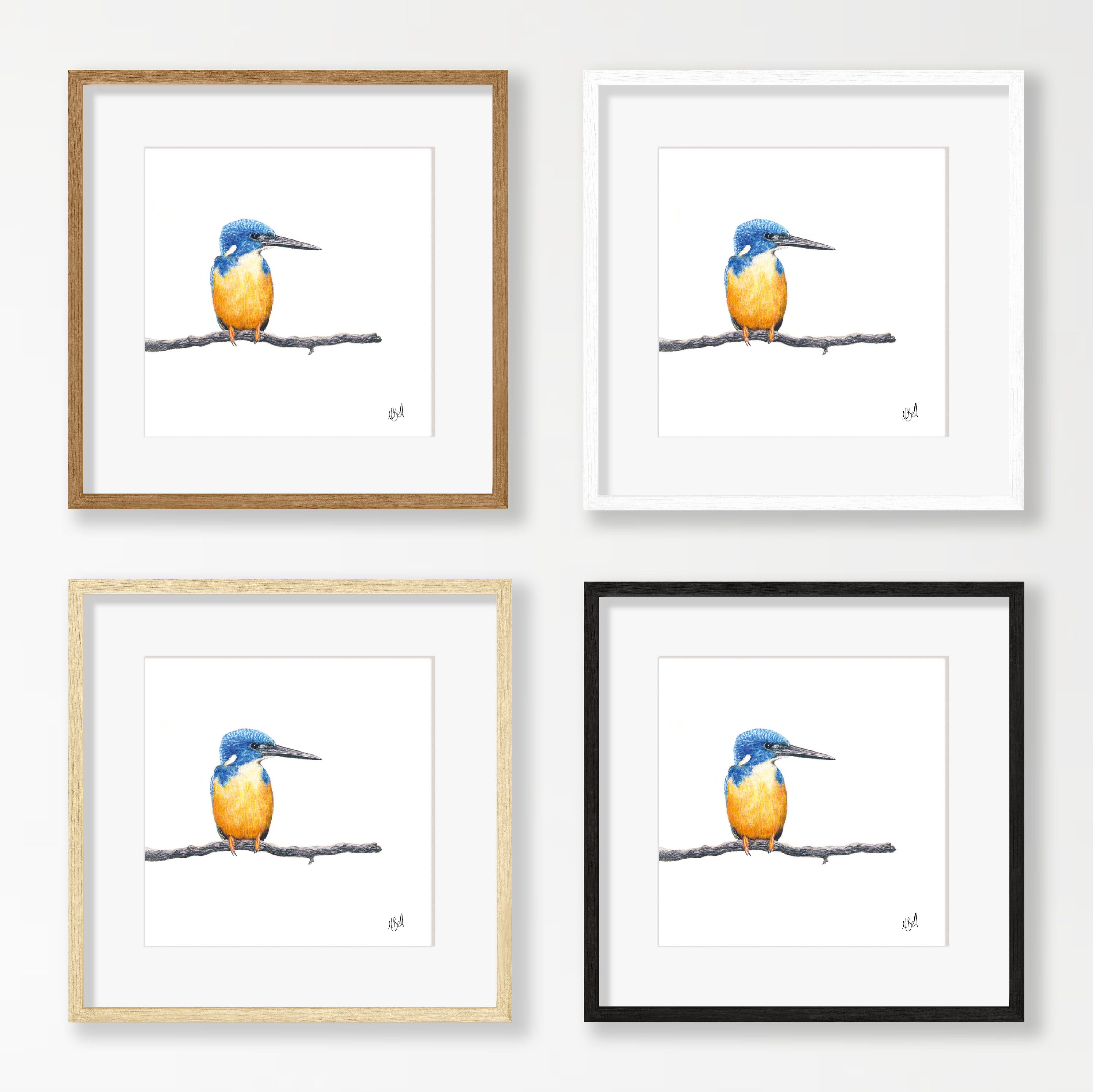 Half Collared Kingfisher - HCK