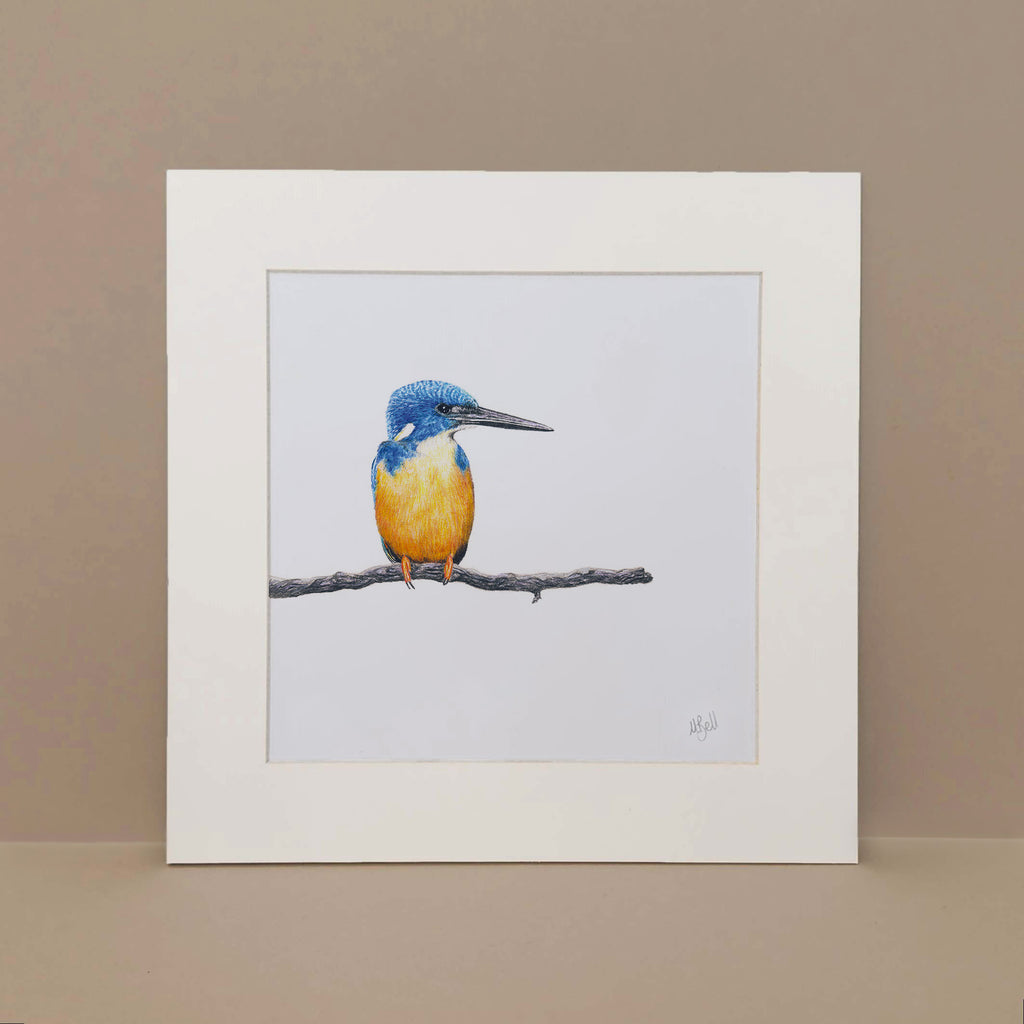 Half Collared Kingfisher bird print pencil drawing 
