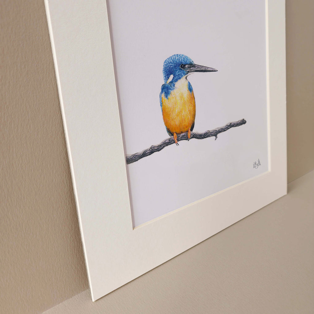 Half Collared Kingfisher bird print pencil drawing 