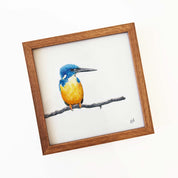 Kiaat wood framed miniature artwork of a Half Collared Kingfisher, part of wildlife artist Matthew Bell's birds of South Africa gallery