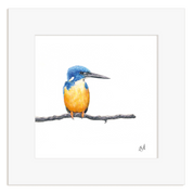 Half Collared Kingfisher - HCK