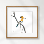 African Hoopoe - HP2