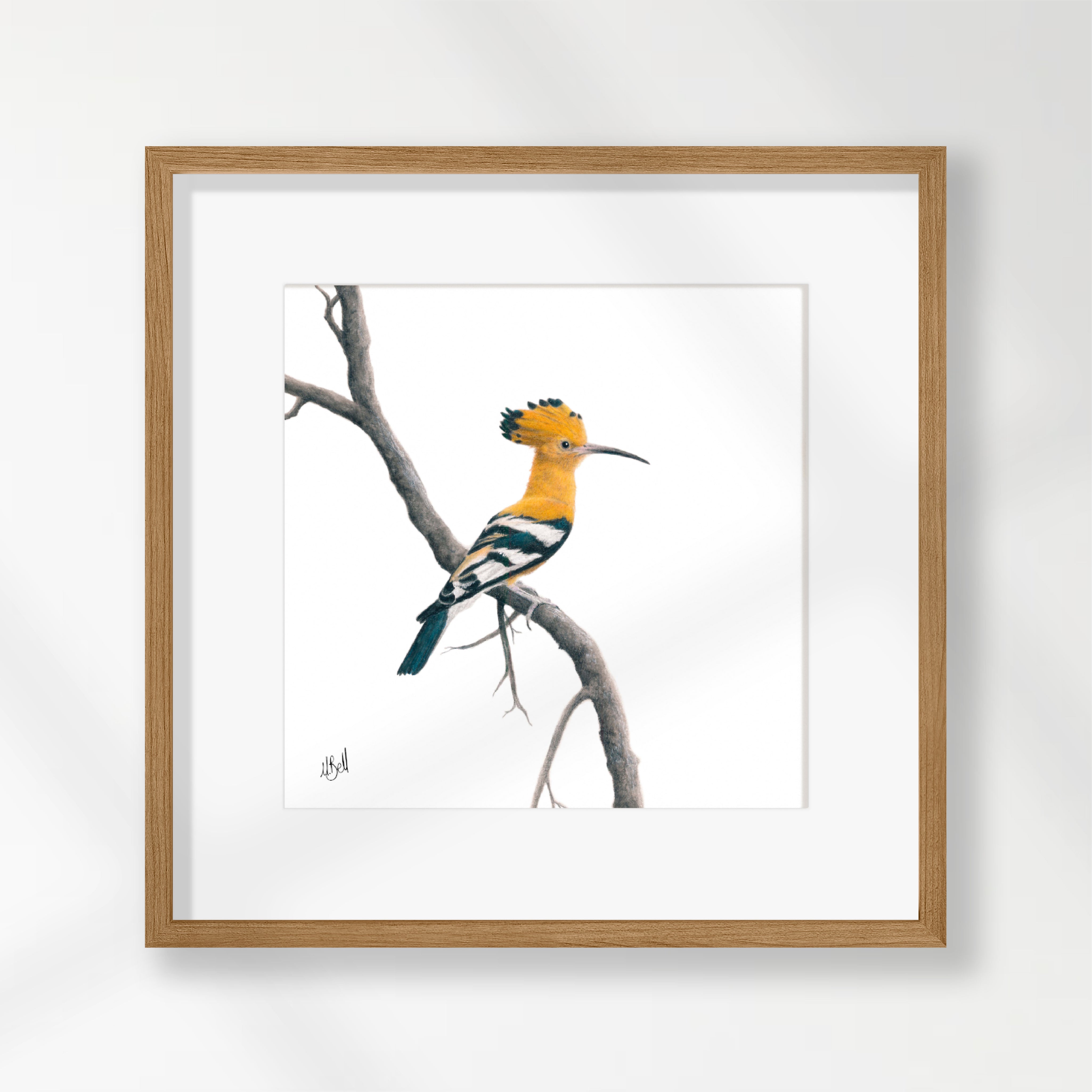 African Hoopoe - HP2