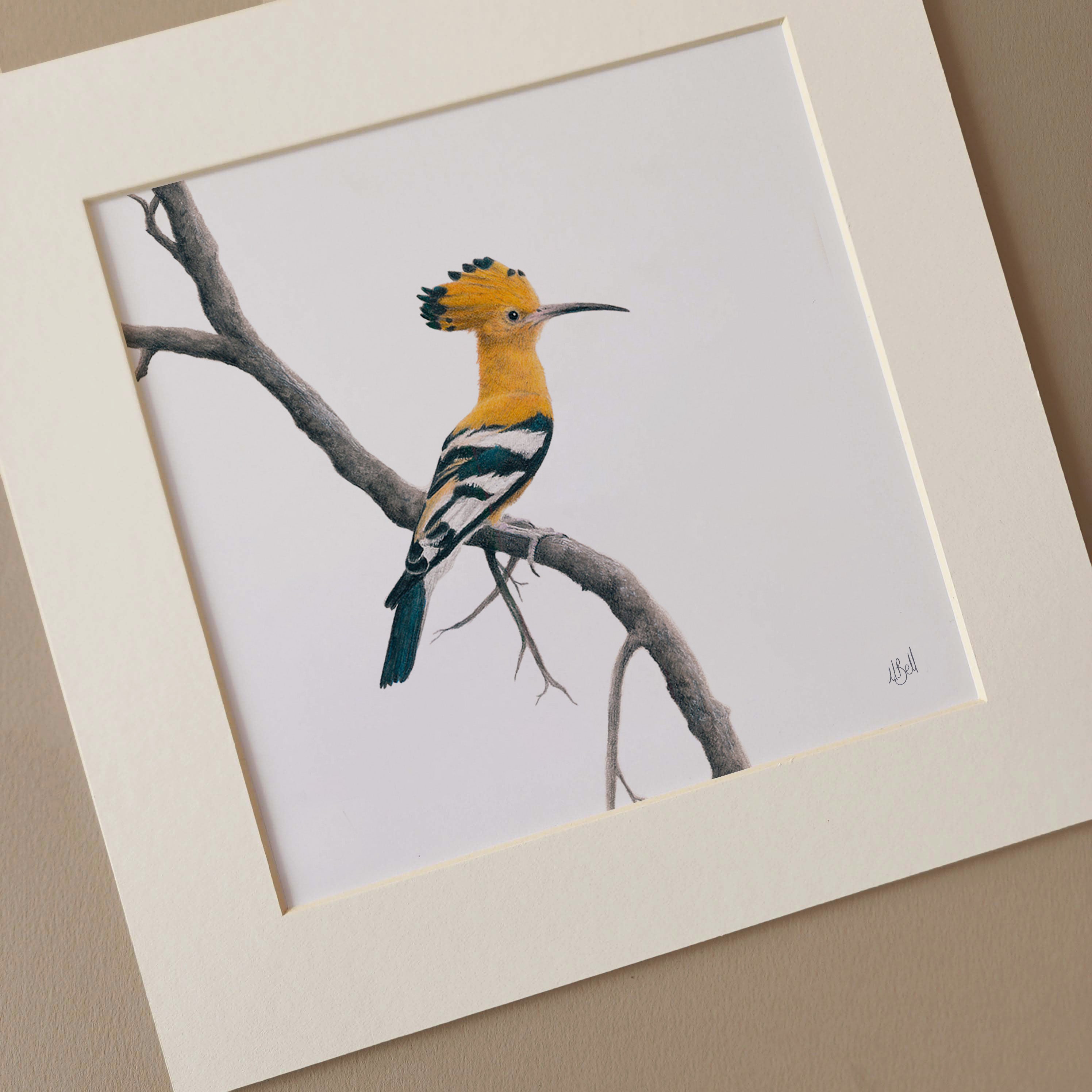 African Hoopoe pencil drawing art