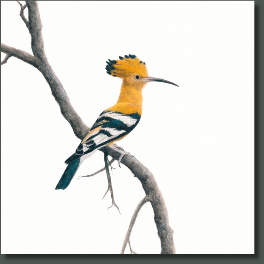 African Hoopoe bird artwork on stretched canvas