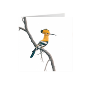 African Hoopoe Greeting Card - HP2