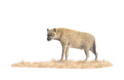 Spotted Hyaena pencil artwork print 