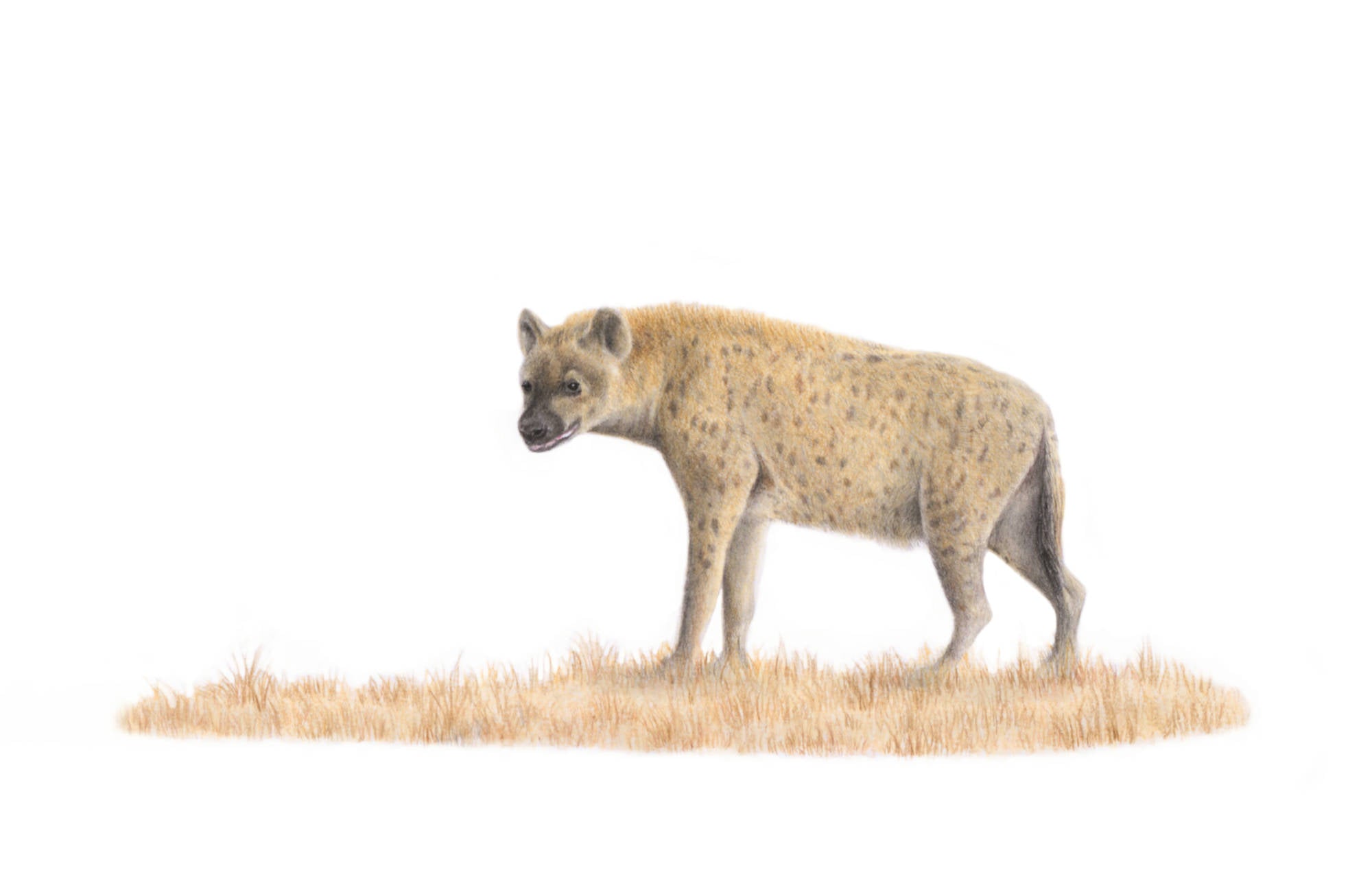 Spotted Hyaena pencil artwork print 