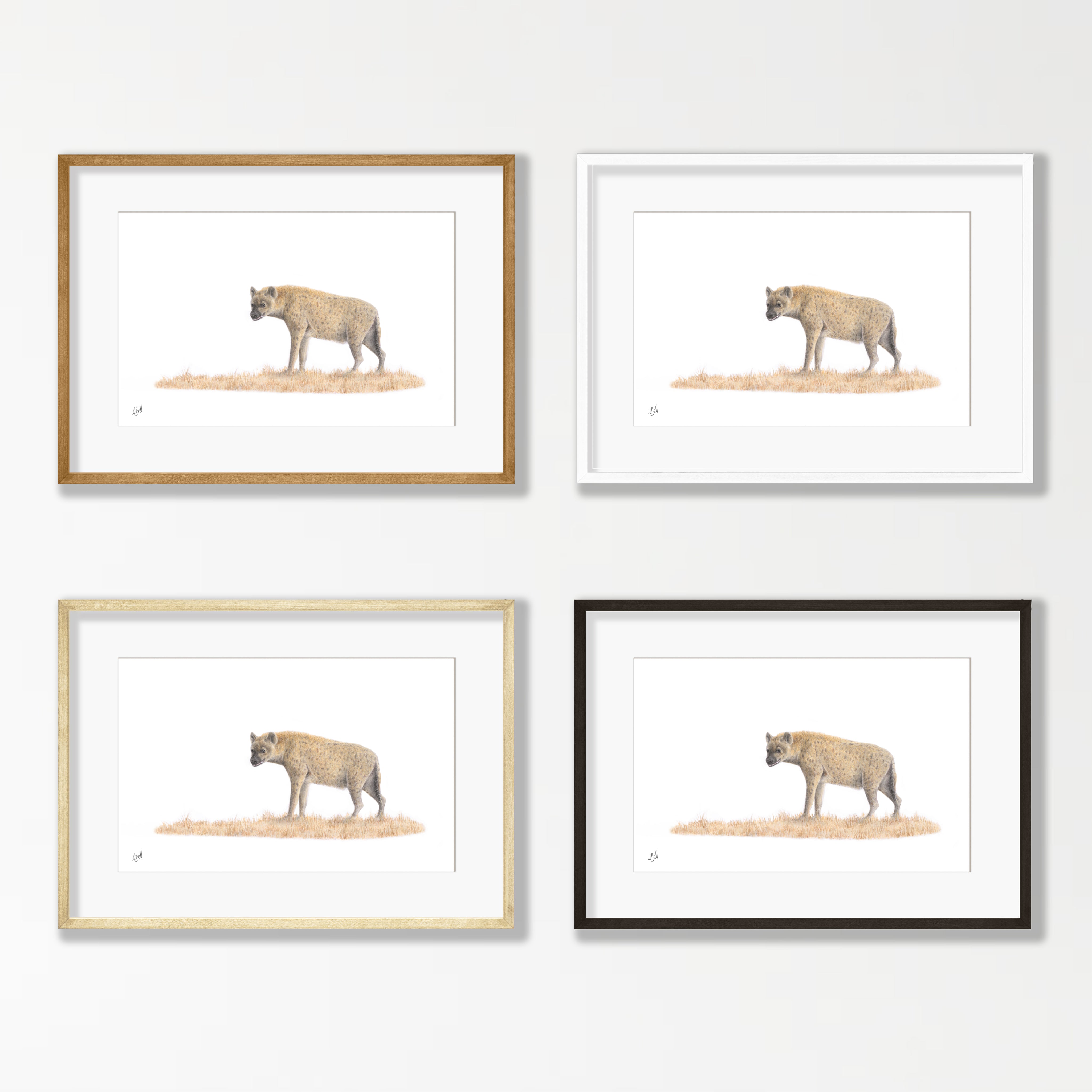 Spotted Hyena - HYN1
