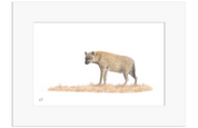 Spotted Hyena - HYN1