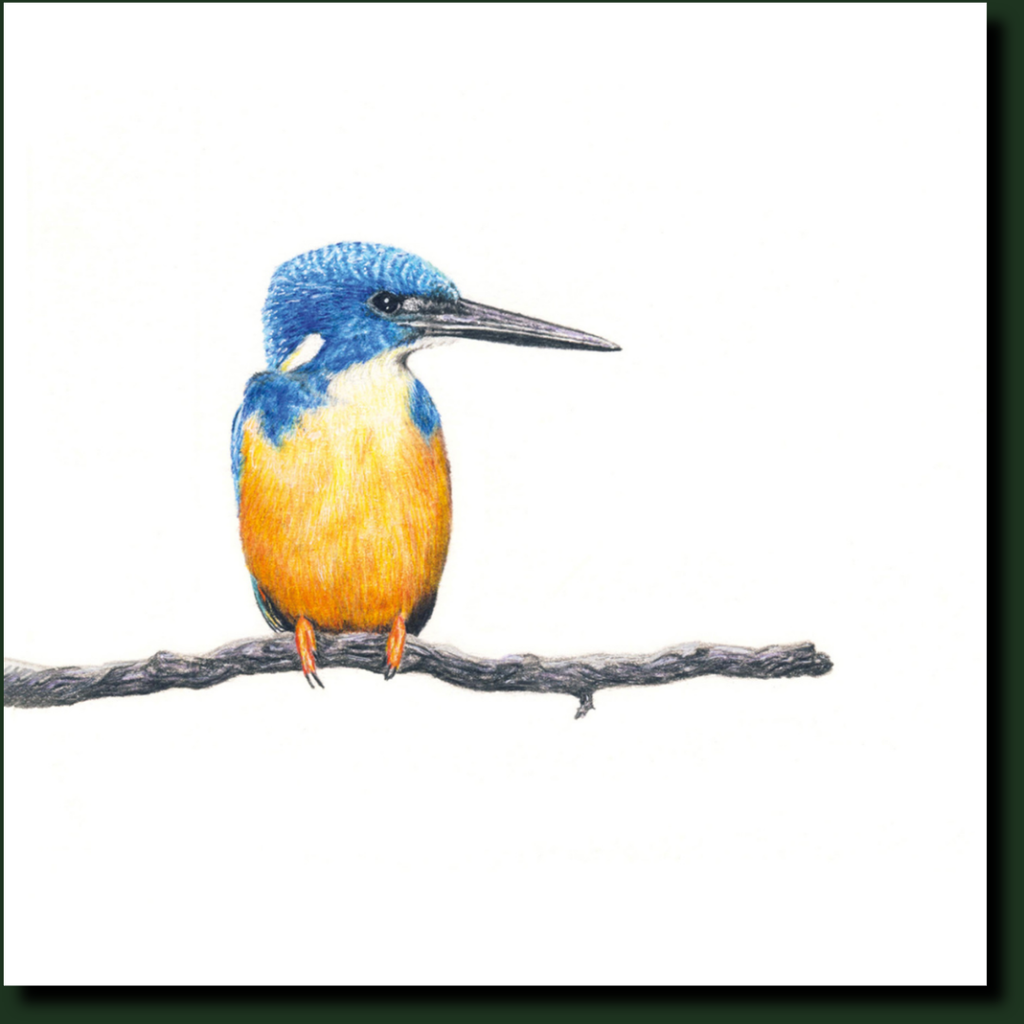 Half Collared Kingfisher bird art by wildlife artist Matthew Bell