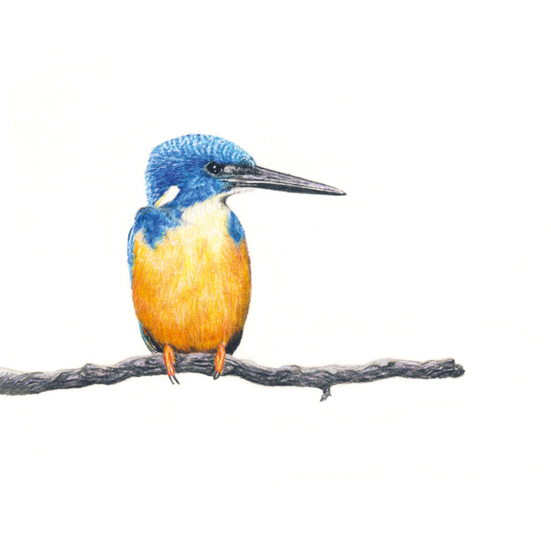 South African wildlife bird artwork by Cape Town artist Matthew Bell on canvas stretched onto a wooden frame of a Half Collared Kingfisher