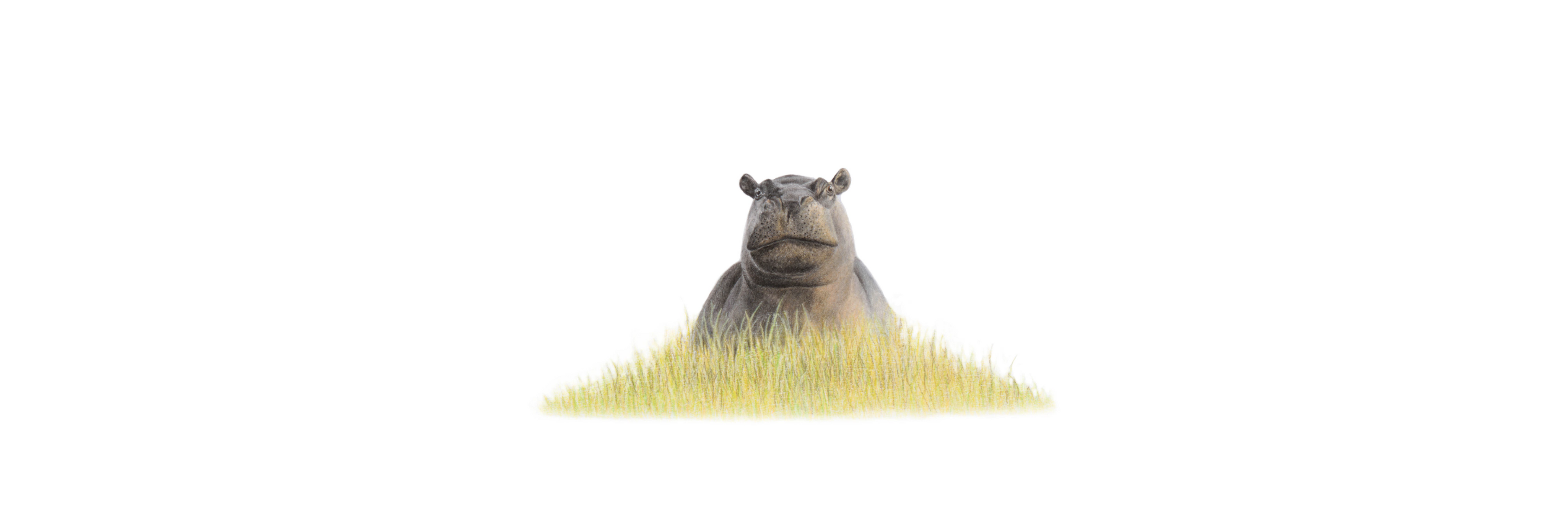 Hippopotamus panoramic wildlife print featuring detailed African animal pencil art by Matthew Bell.