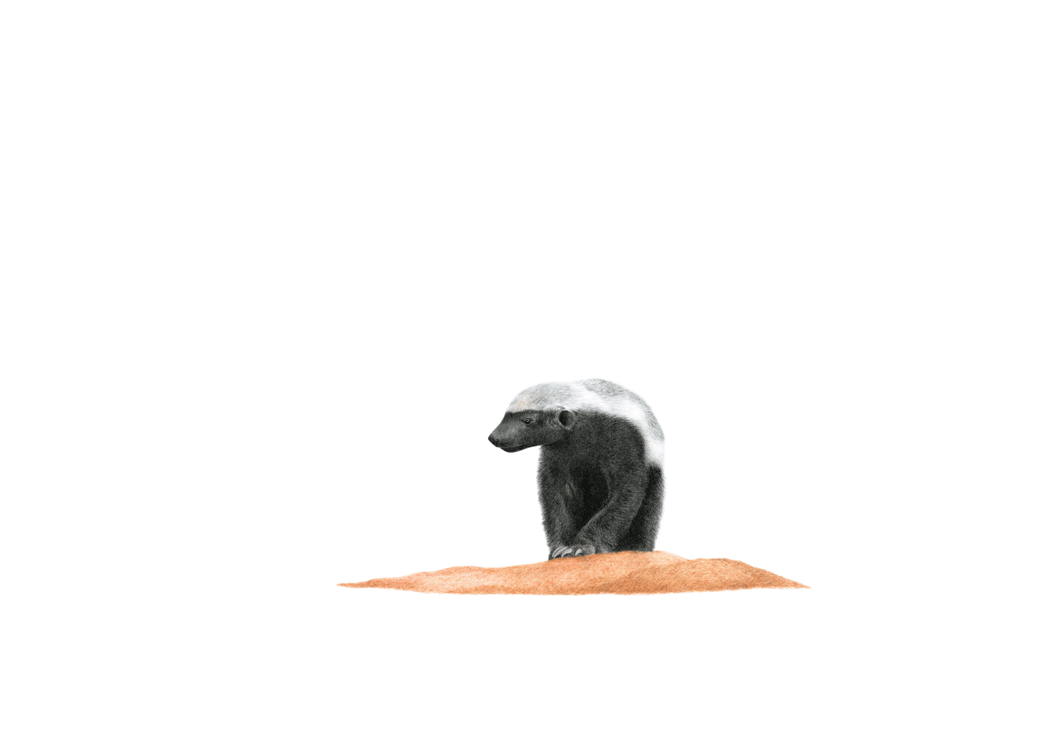 Original artwork of a Honey Badger by South African wildlife artist Matthew Bell