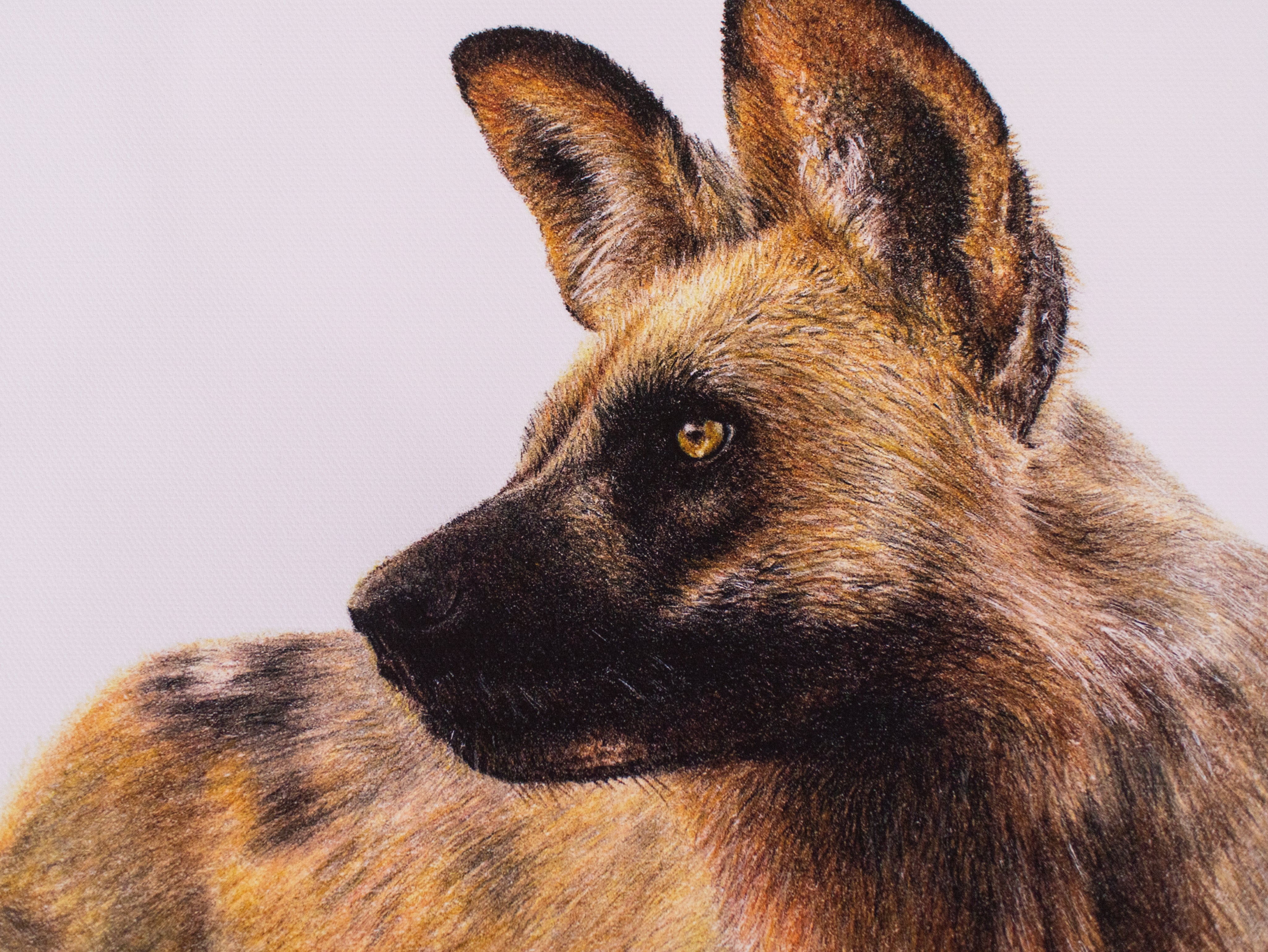 African Wild Dog on Canvas