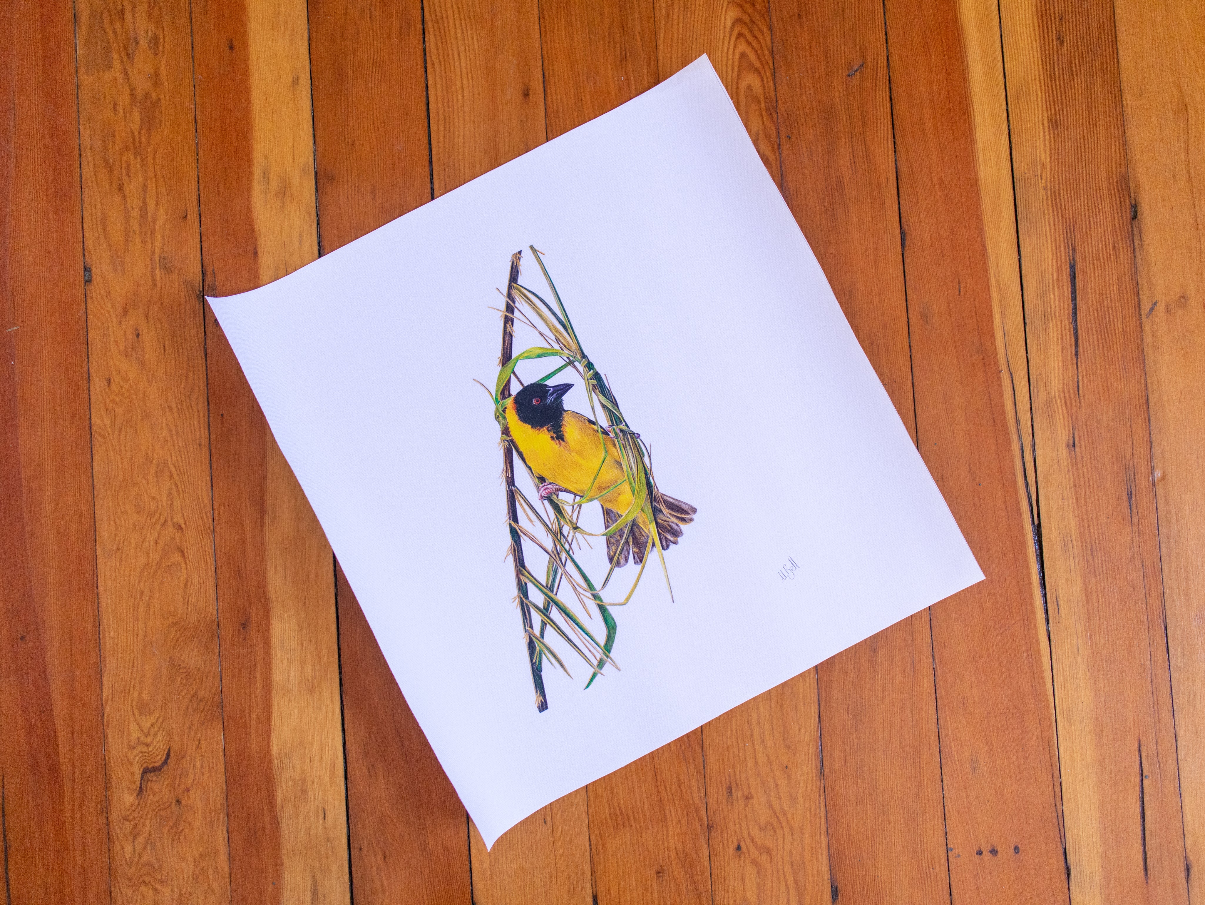 Southern Masked Weaver (SMW) on Rolled Canvas