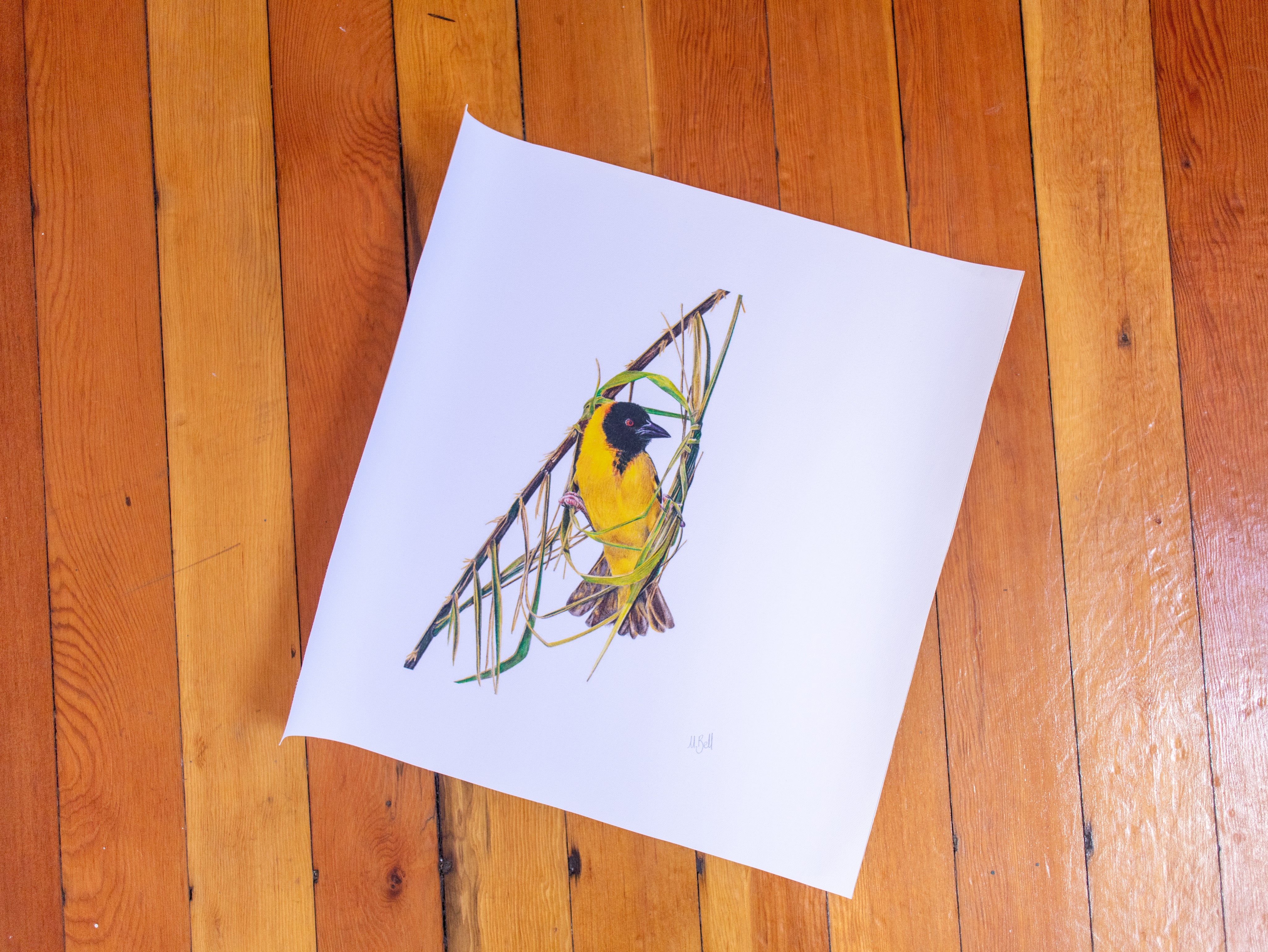Southern Masked Weaver (SMW) on Rolled Canvas