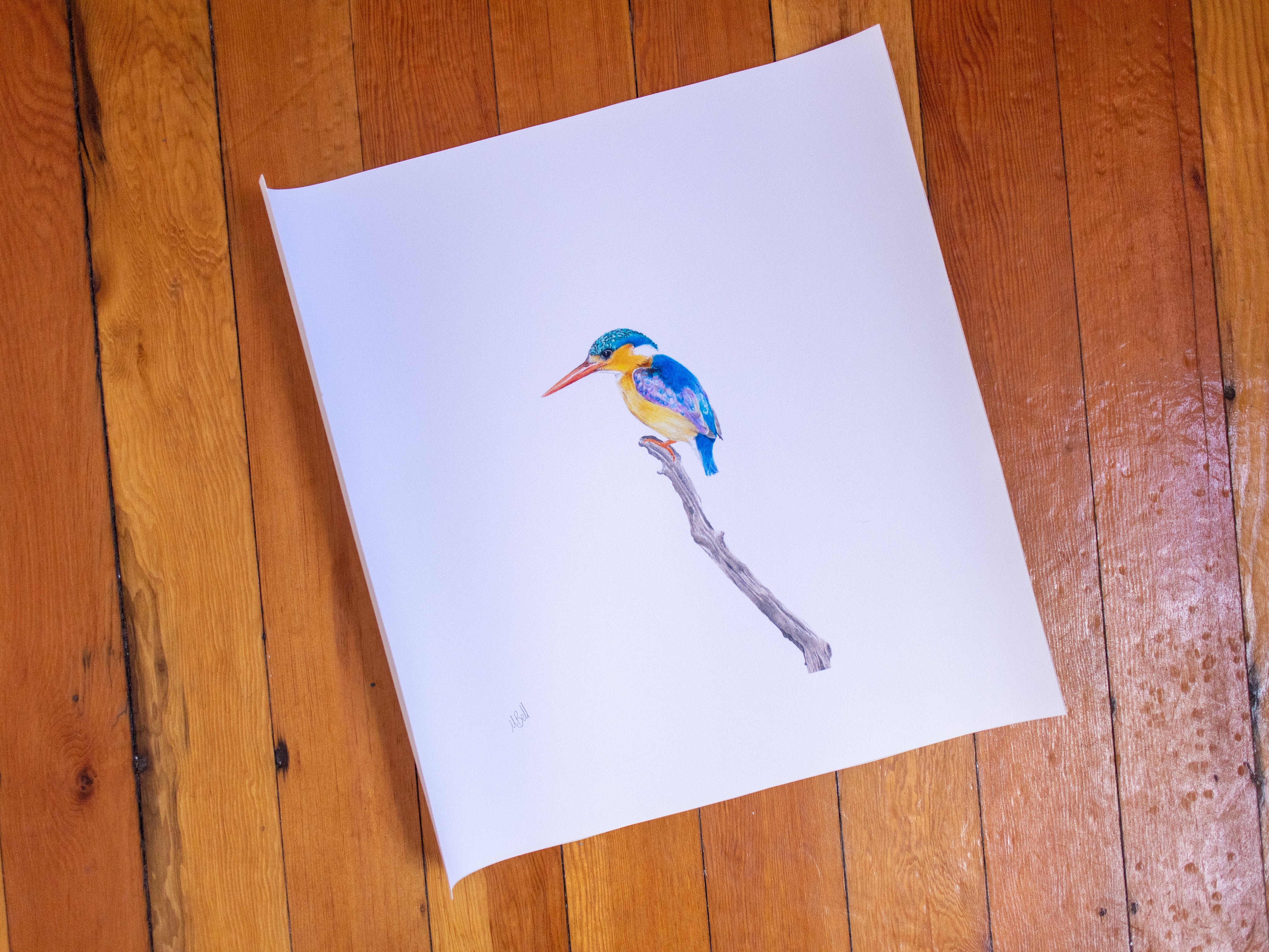 Malachite Kingfisher (MKF3) on Rolled Canvas