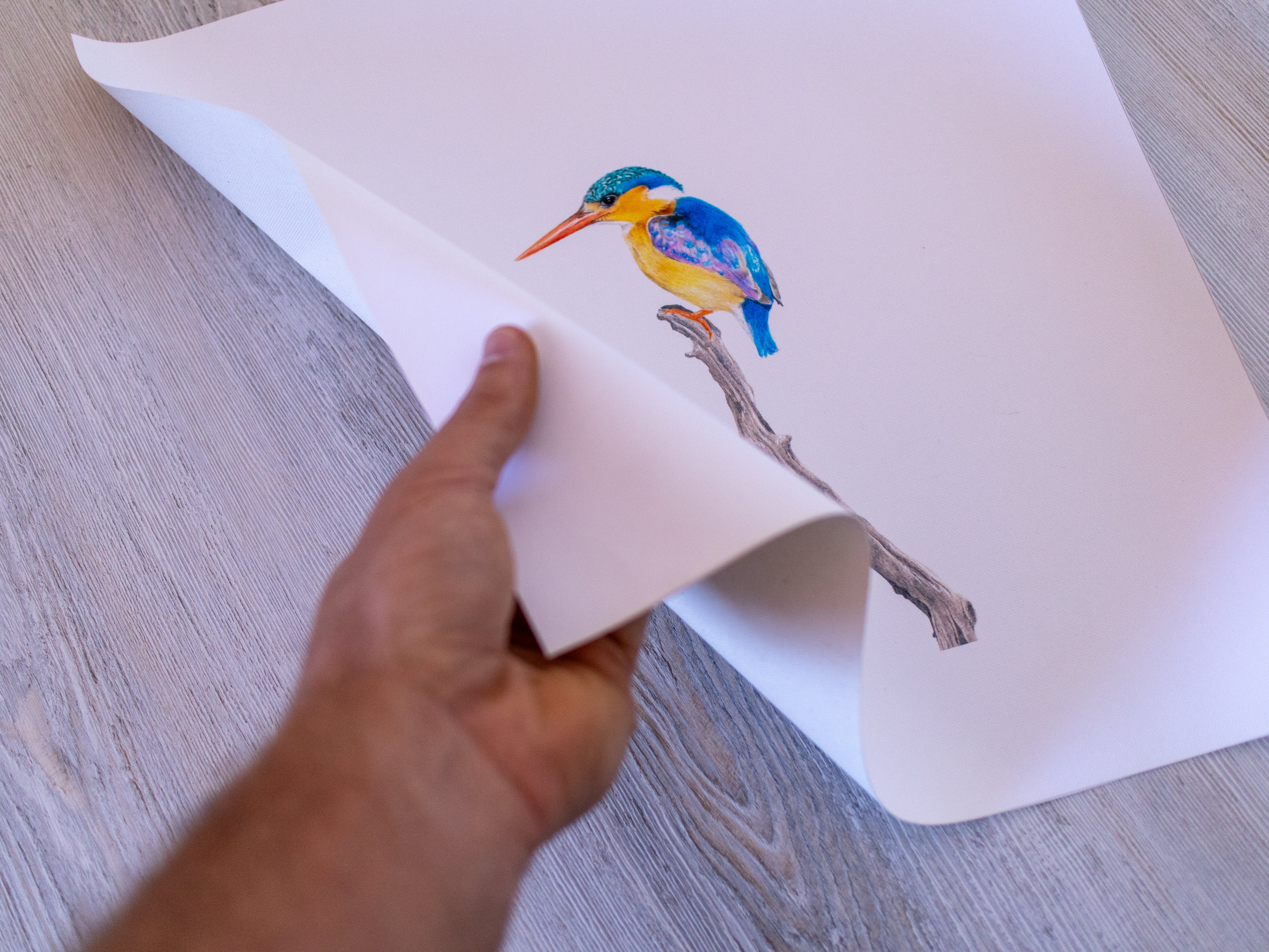 Malachite Kingfisher (MKF3) on Rolled Canvas