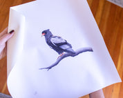 Bateleur Eagle (BAT3) on Rolled Canvas