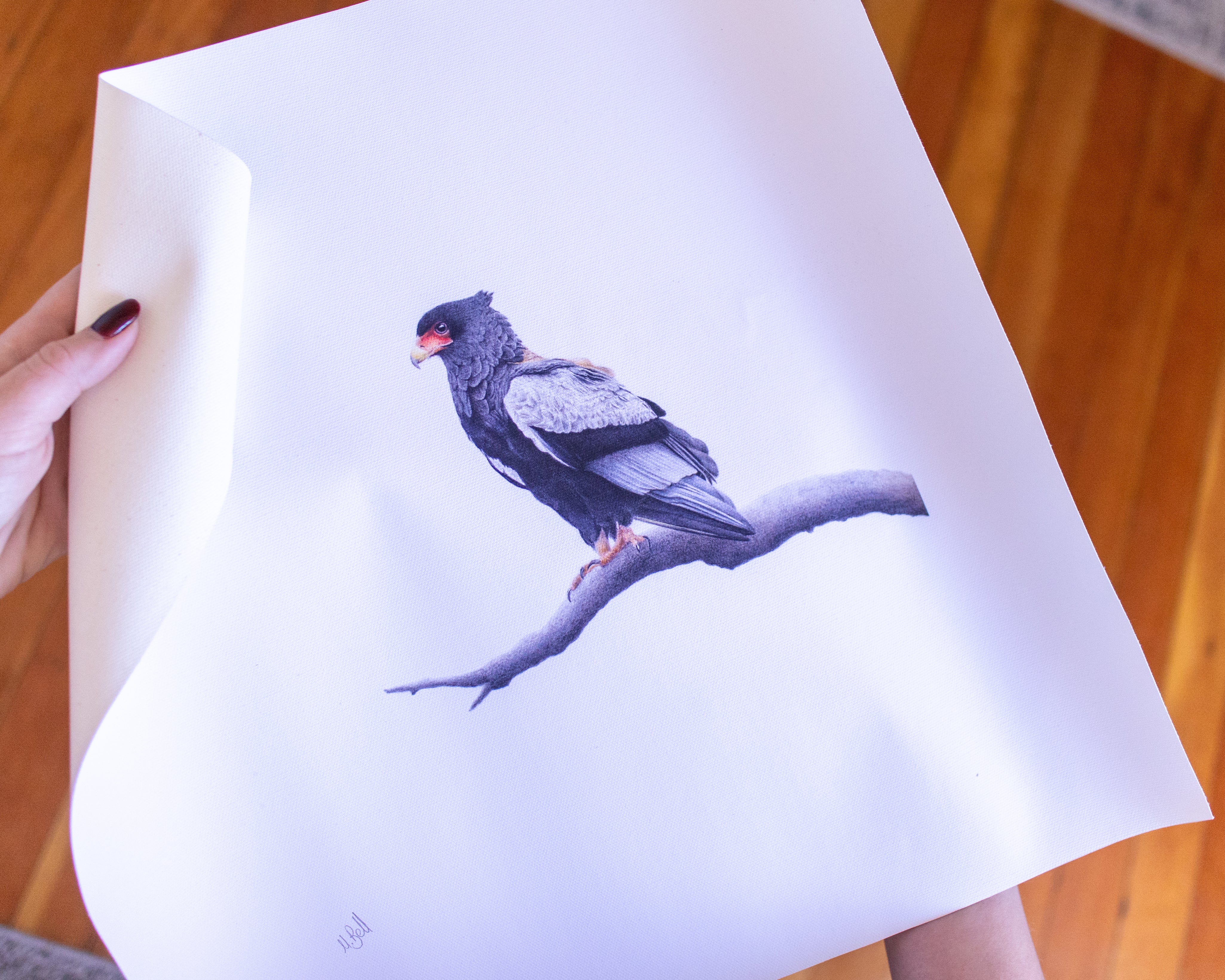 Bateleur Eagle (BAT3) on Rolled Canvas