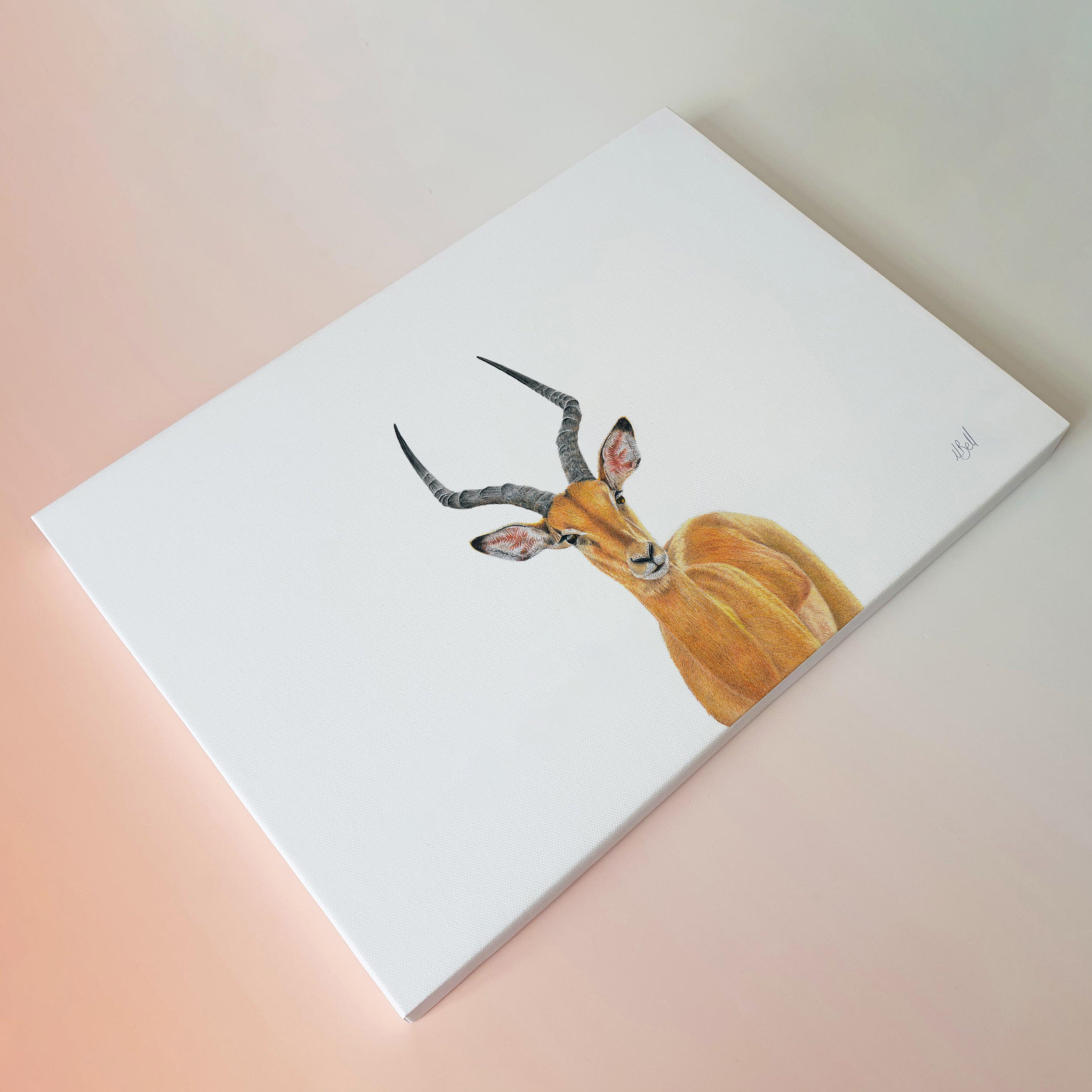 Male Impala with large horns canvas artwork by Matthew Bell