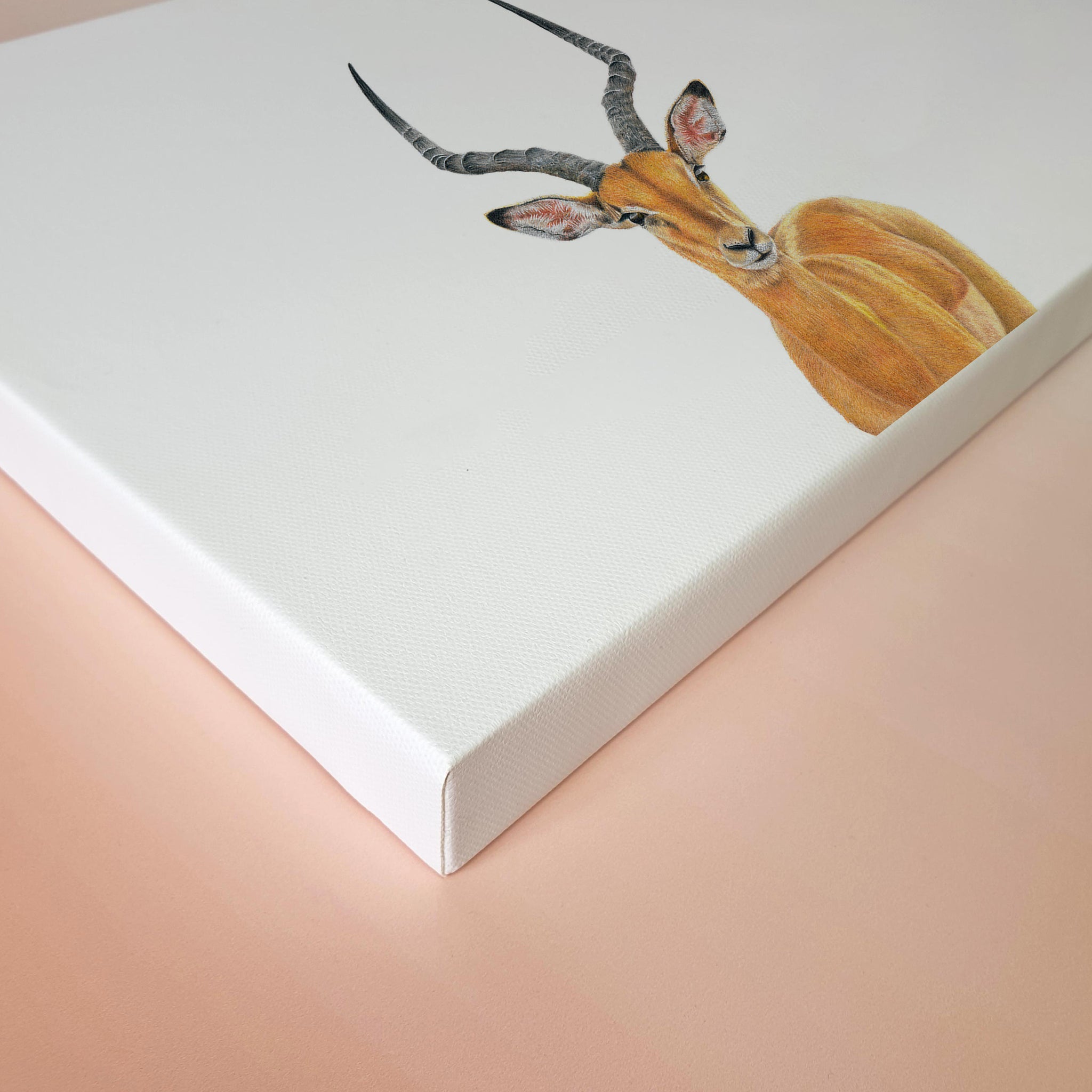 Male Impala with large horns canvas artwork by Matthew Bell