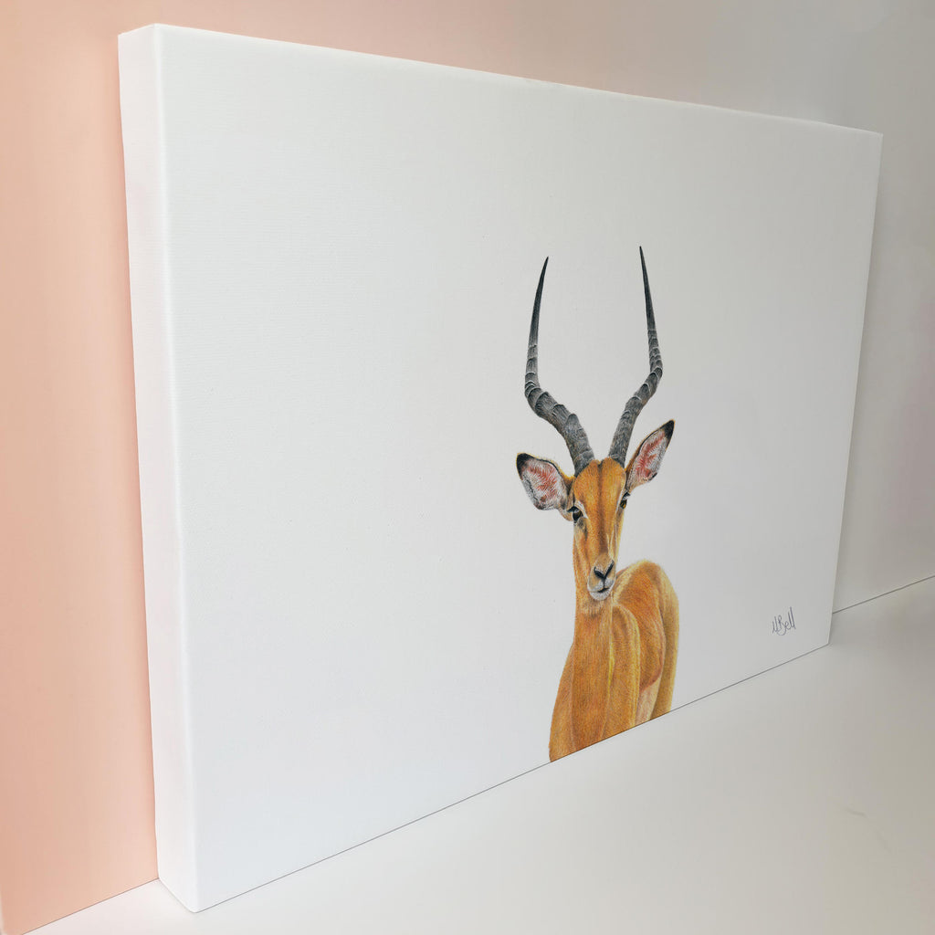Male Impala with large horns canvas artwork by Matthew Bell
