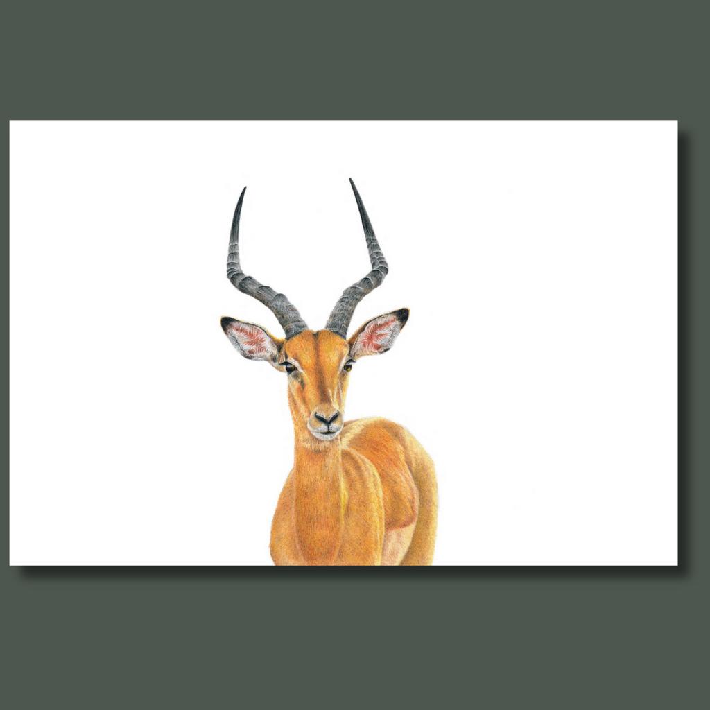 Male Impala wall art canvas 