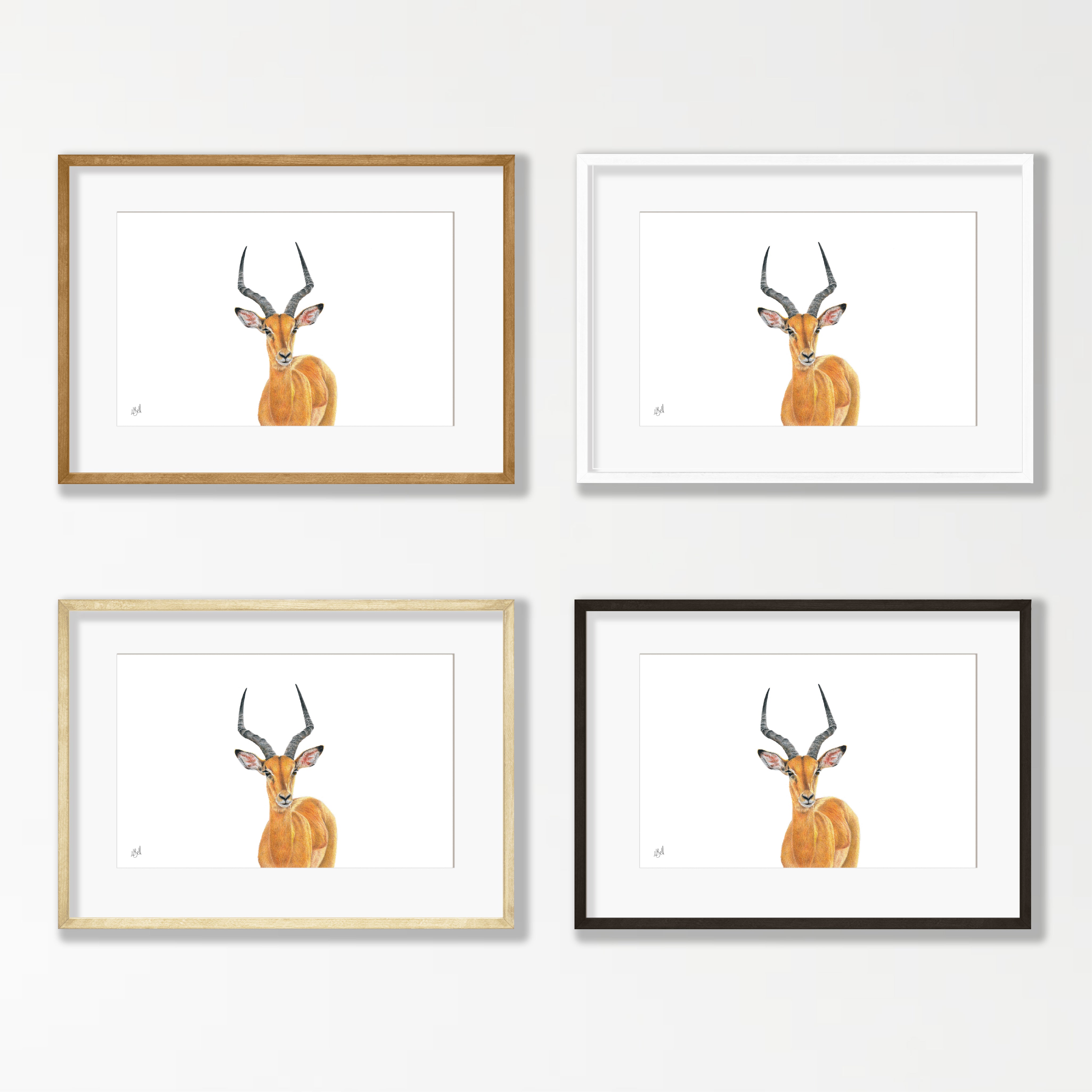 Impala Male - IMP1