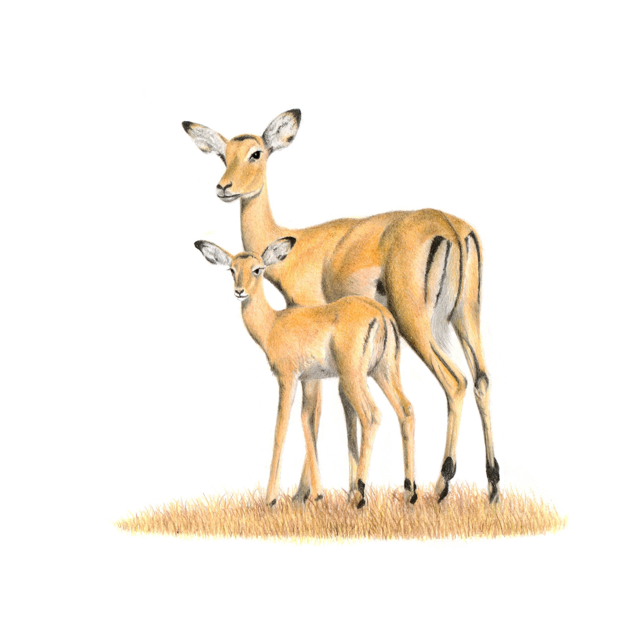 Impala mother and calf pencil drawing
