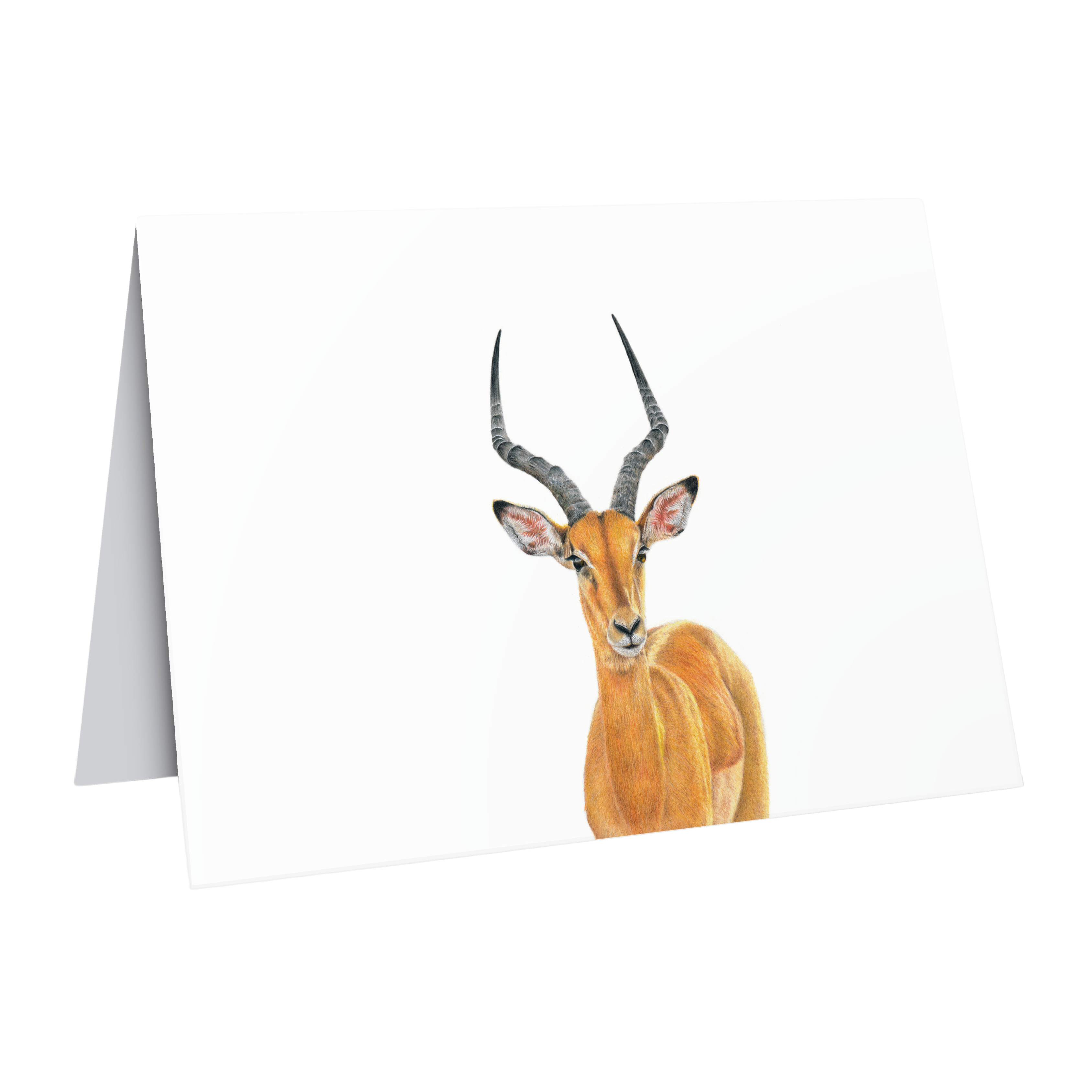 Beautiful fine art South African nature wildlife greeting card of a a male Impala