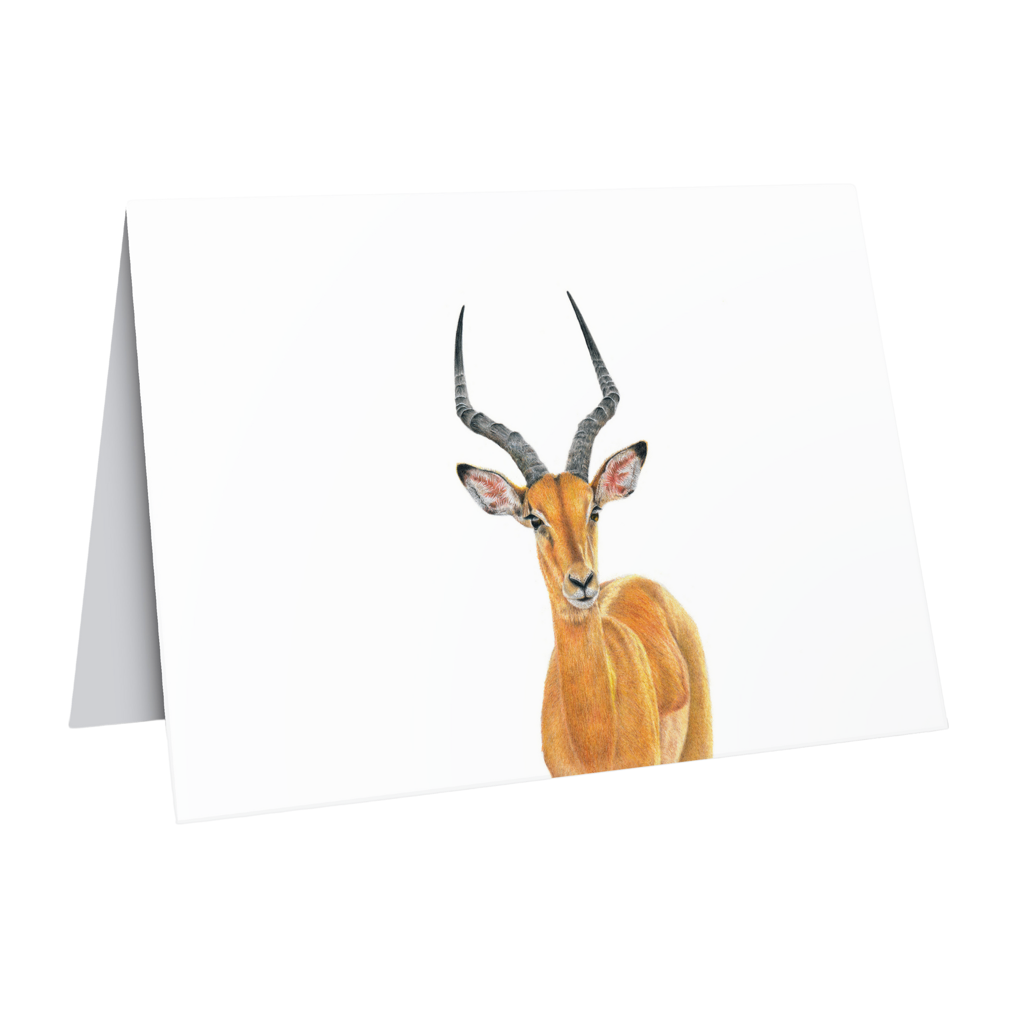 Beautiful fine art South African nature wildlife greeting card of a a male Impala