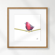 Jameson's Firefinch - JF