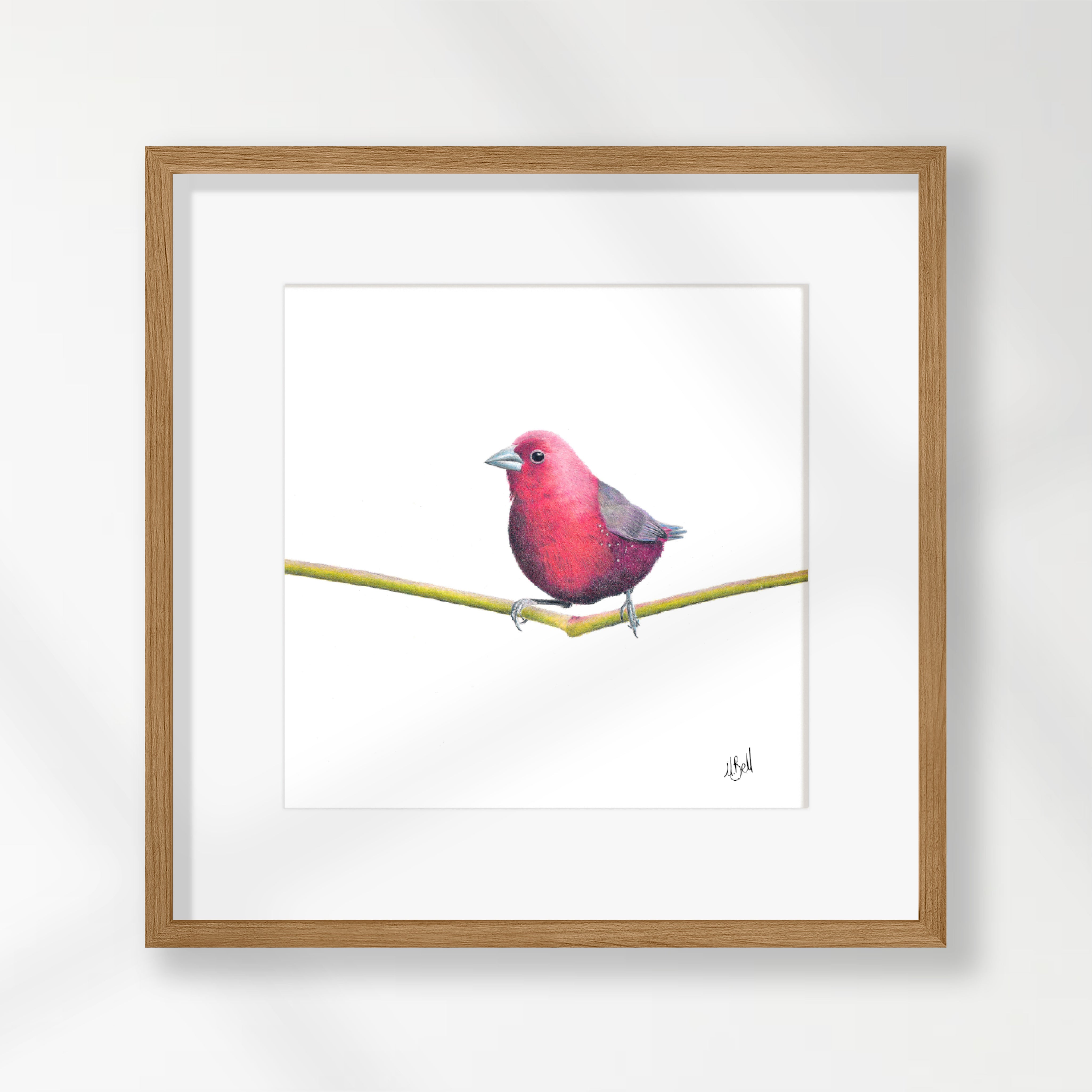 Jameson's Firefinch - JF