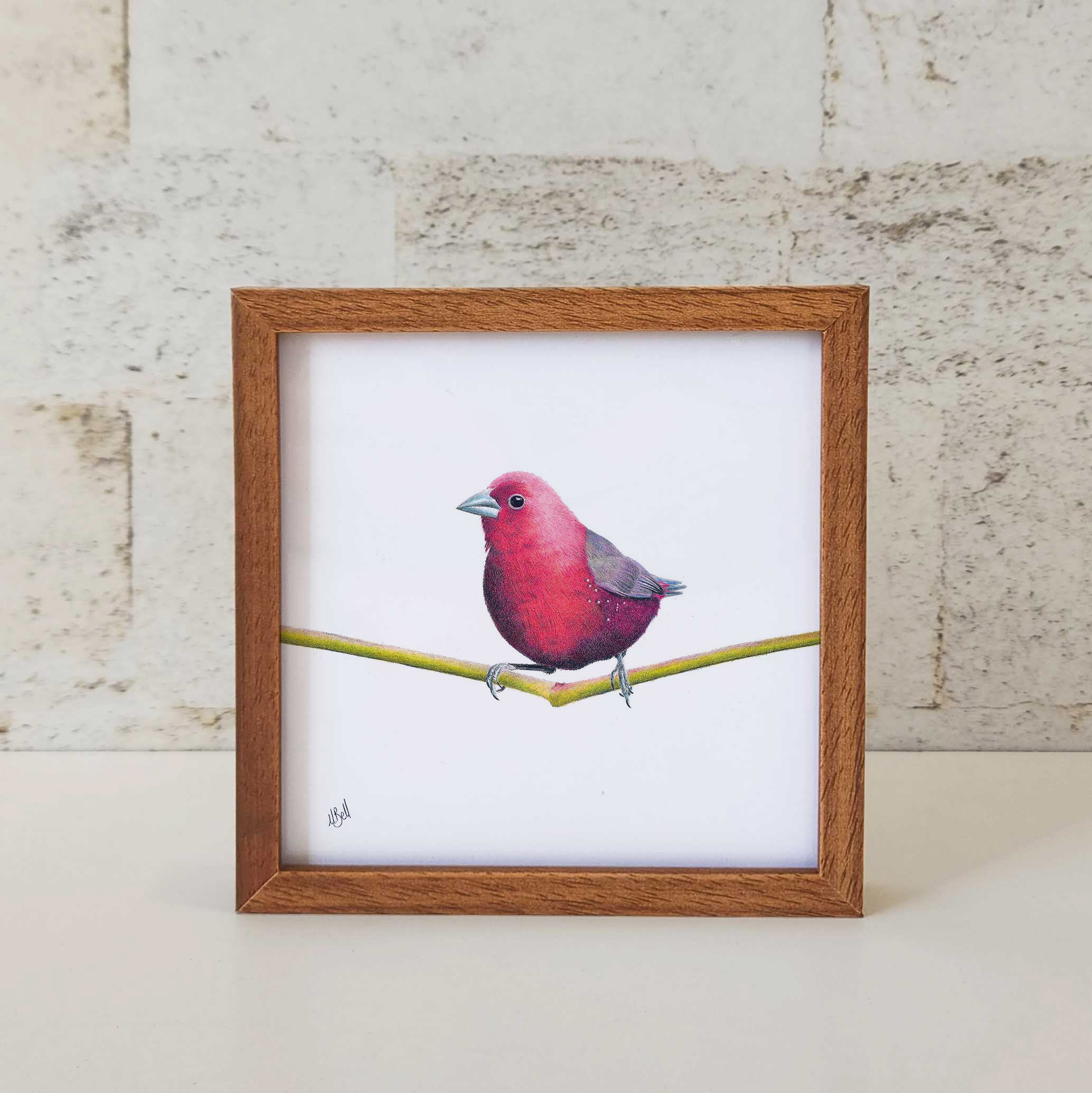 Kiaat wood framed miniature artwork of a Jameson's Firefinch, part of wildlife artist Matthew Bell's birds of South Africa gallery