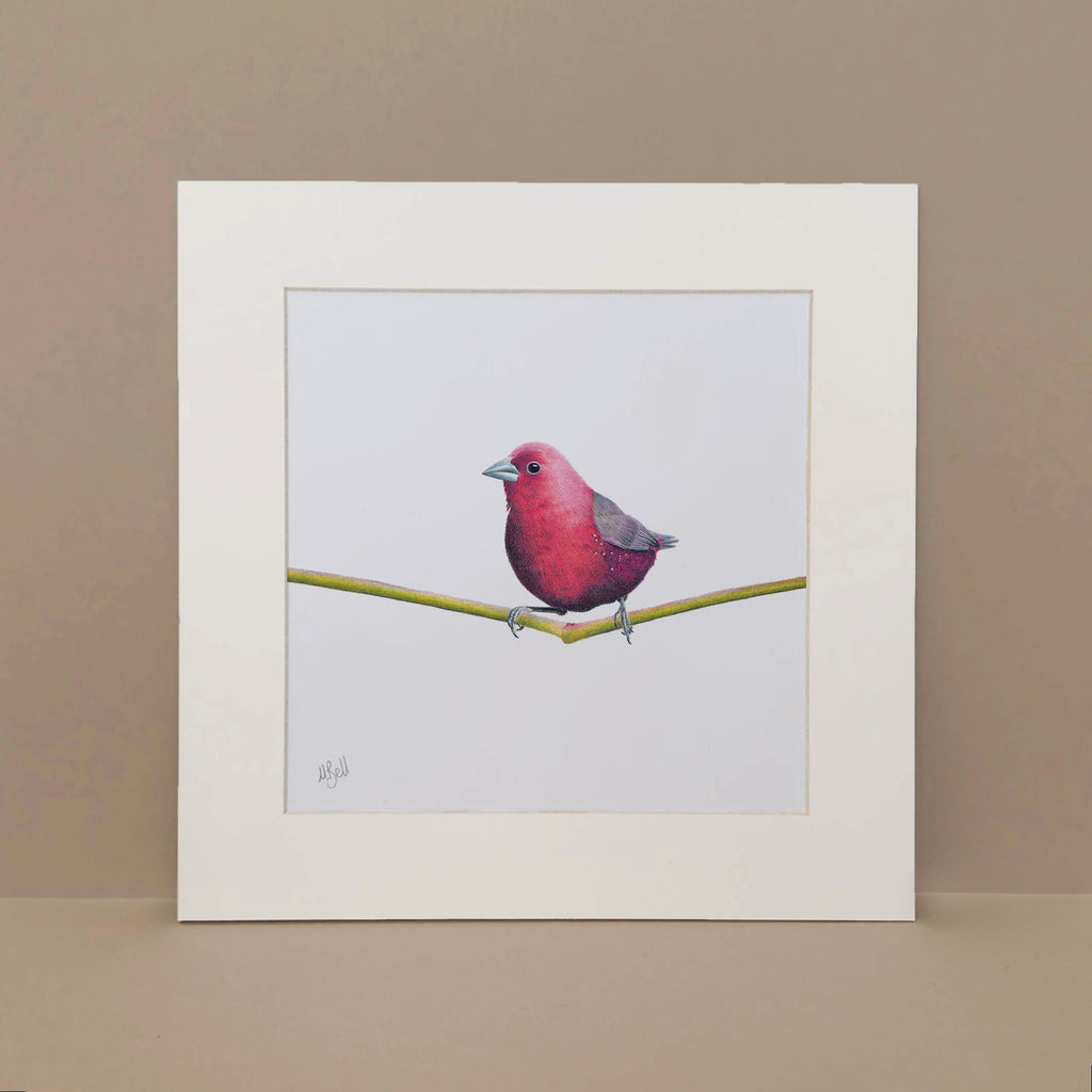 Jameson's Firefinch bird artwork