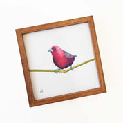 Kiaat wood framed miniature artwork of a Jameson's Firefinch, part of wildlife artist Matthew Bell's birds of South Africa gallery